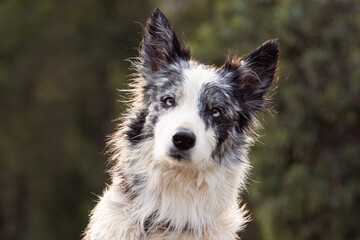 Merle Border Collie portrait sitting down with green background