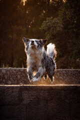 Merle Border Collie jumping in the air