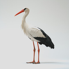 Fototapeta premium A white and black bird perched on a smooth white surface in a minimalistic setting with soft lighting and clear background