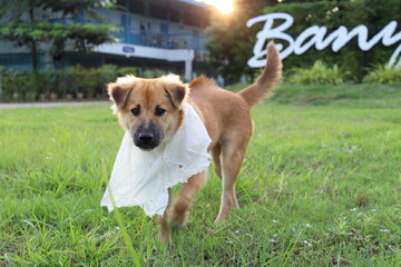 dog playing with ball