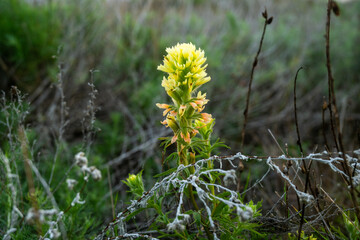 Yellow Paintbrush Blooms Along Trail In Channel Islands