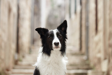 A close-up shot of a Border Collie in a narrow alleyway highlights the dog's attentive gaze and the stone walls around it.