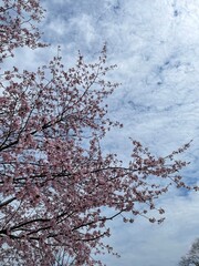 cherry blossom in spring