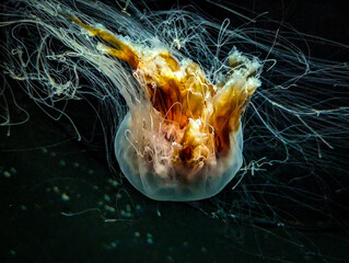 jellyfish in water © Tori