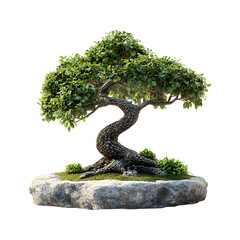 Fluffy 3D Cartoon Bonsai Tree on Rock Isolated on Transparent Background