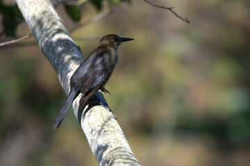 bald eagles in   the nest