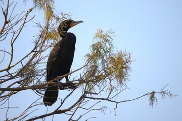 colorant  on a branch
