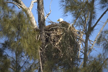 bald eagles in   the nest