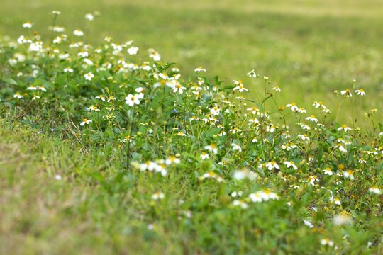 green grass and flowers - Powered by Adobe
