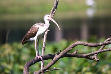 ibis in the branch.