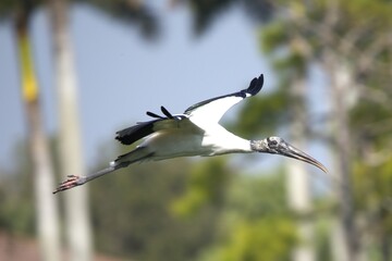 stork in fly