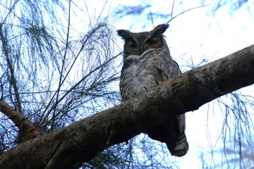 owl in the branch