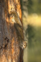 squirrel in the tree