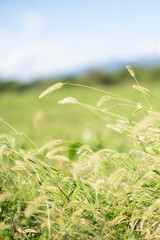 風に揺れる猫じゃらし