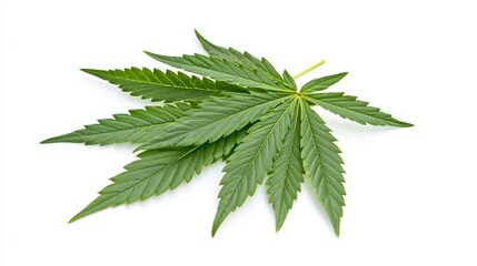 Fresh Green Cannabis Leaves Isolated on White Background