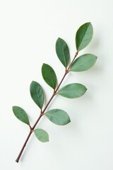 Obraz premium Simple branch with eucalyptus leaves against soft white background, clean, foliage, minimalist