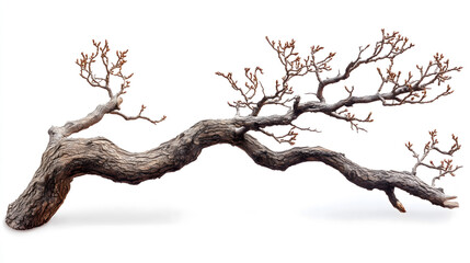 Unique Driftwood Piece with Intricate Hole Patterns Isolated on White