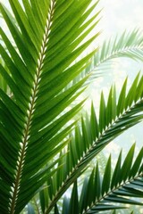 Obraz premium Large palm fronds with textured surface and natural light, foliage, large