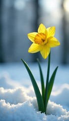 Fototapeta premium A bright yellow daffodil blooms against a backdrop of frosty winter landscape, daffodil, icy