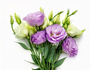 Fototapeta premium Eustoma in a white background