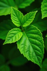 Fototapeta premium Macro shot of fresh green Salal leaves and veins, salal, leafy