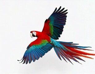 Fototapeta premium Green-winged Macaw, Ara chloropterus, 1 year old, flying in front of