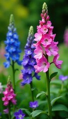 Obraz premium A patch of brightly colored delphiniums growing among greenery, pastel colors, foliage, botanical