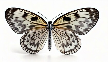 Fototapeta premium Idea leuconoe butterfly in front of a white background