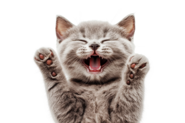 Playful little cat stretching paws with wide smile isolated on transparent background