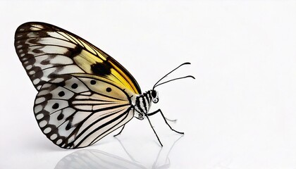 Obraz premium Idea leuconoe butterfly in front of a white background