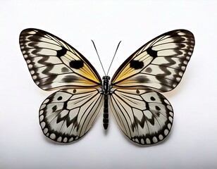 Fototapeta premium Idea leuconoe butterfly in front of a white background