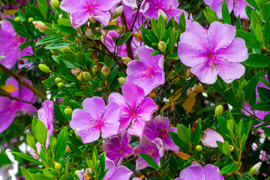 Flowers with raindrops. Details of the flower known as Manac&aacute; (scientific name: Tibouchina mutabilis). It is found in the Atlantic Forest region of Brazil