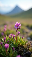 Obraz premium Short Arctic summer showcases purple saxifrage blooming in the distance, Summer bloom, Distance, Arctic flora
