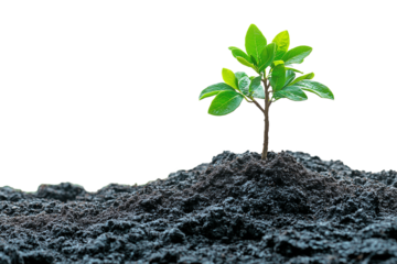 Tree sapling growing in dark soil, natural growth and sustainability theme, gardening or environmental visuals, transparent background