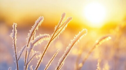 Fototapeta premium Frost-covered plants glowing in the sunrise. A beautiful winter scene.
