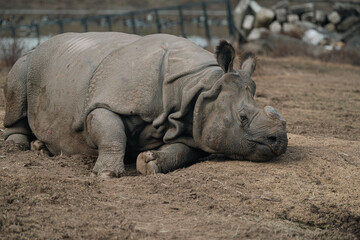 Obraz premium シロサイ