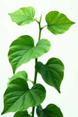 Large leaves of the English ivy plant against a white background, botany, plant