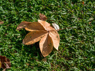 Background of a Tan Maple Lear on Green Grass.