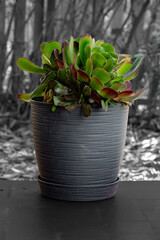 Beautiful Echeveria plant in the house backyard with an artistic black and white background taken on summer season.
