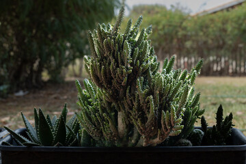 Baby bunchy cactus on a flowerpot.