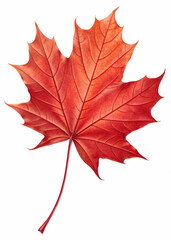 The leaf could represent autumn, nature, or symbolize Canadian identity. It’s isolated on a transparent or white background, making it versatile for various creative or educational applications.
