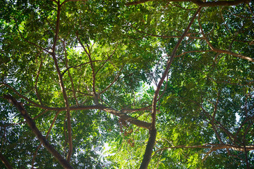 Canopy of Green Trees Against Bright Sky in Nature Scene