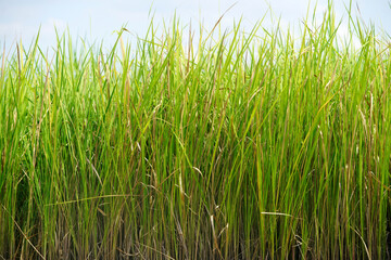 Obraz premium Lush Green Rice Field with Tall Stalks Under Bright Blue Sky