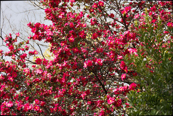 Winter flowering Camellia with beautiful flowers in full bloom in the middle of winter