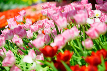 Colorful Tulip Garden Blooming in Full Spring Glory and Sunshine