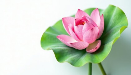 Freshly cut lotus leaf against white background with visible stem, stem, lotus