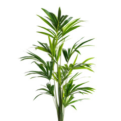 Fototapeta premium Lush Green Tropical Plant with Vibrant Leaves on a Transparent Background