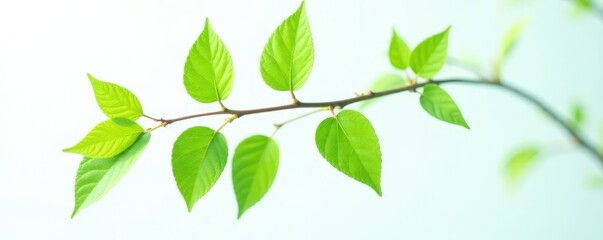 Fototapeta premium Single branch with leaves isolated on white background, nature, green