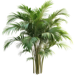 Lush Green Tropical Palm Plant with Vibrant Fronds and Foliage