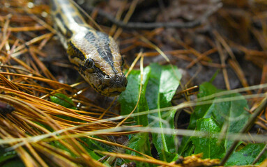 python symbol of the year according to the lunar calendar